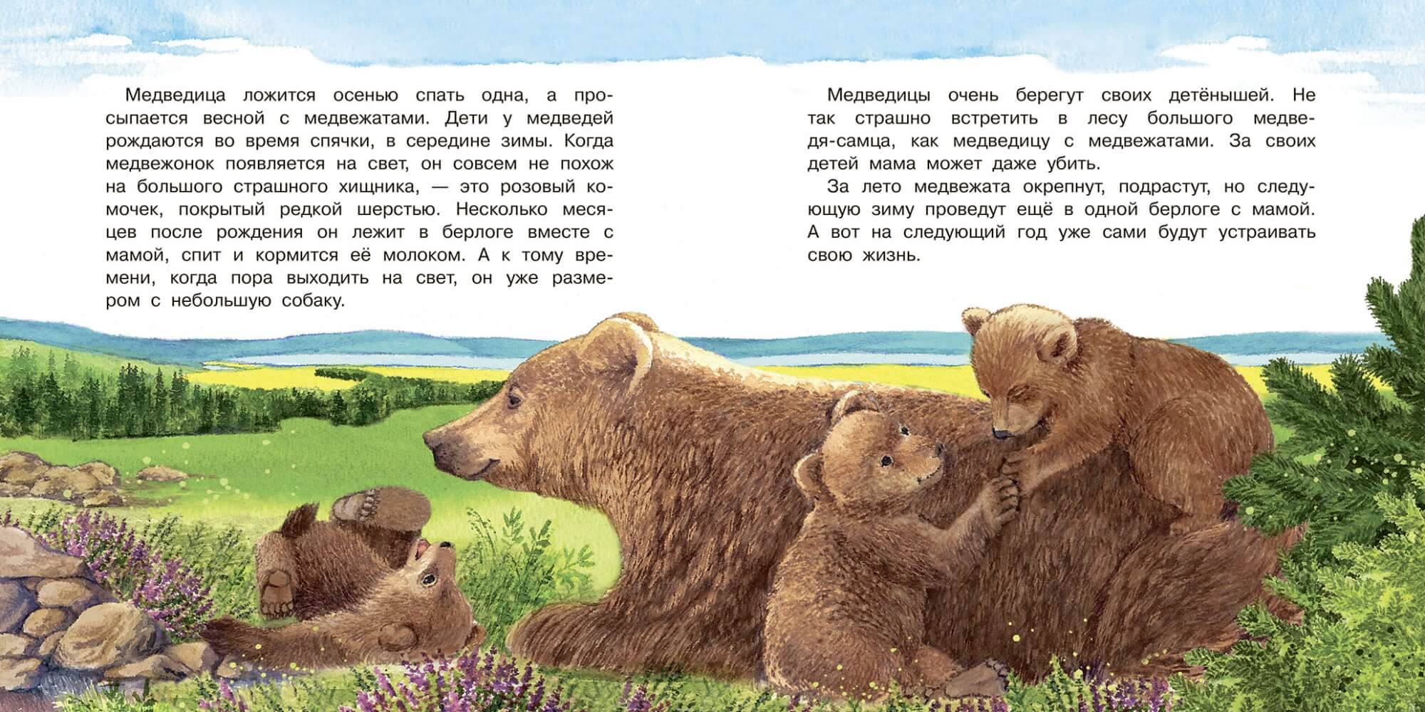 Рассказ про медвежонка